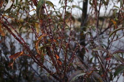 Close-up of flower tree during winter