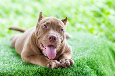 Close-up of dog sitting on grass