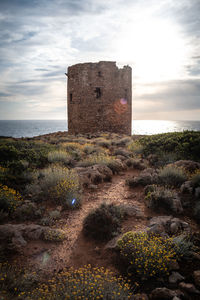 Mediterranean flora at cala domestica coastal tower