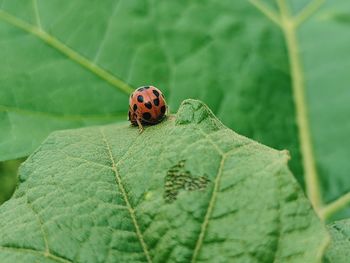 Close-up of ladybug on leaf