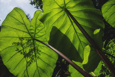 Low angle view of leaves on tree