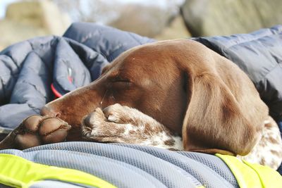 Close-up of dog sleeping on bed