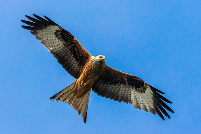 Low angle view of eagle flying against clear blue sky