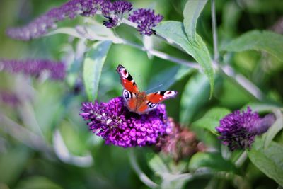 Close-up of butterfly pollinating on purple flower