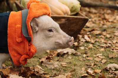 A white mini pig sits in a wicker basket. autumn photo