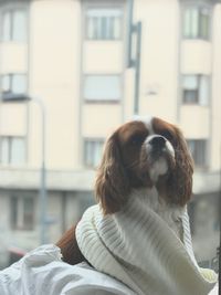 Portrait of a young dog cavalier king charles