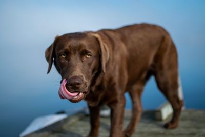 Portrait of dog standing outdoors