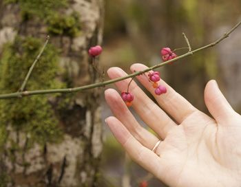 Close-up of hand holding berries