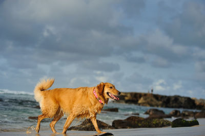 Dog by water against sky