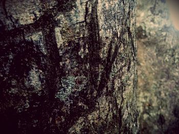 Close-up of tree trunk in forest