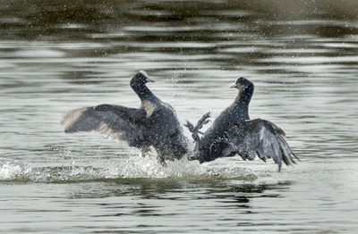 View of birds in water