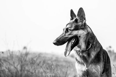 Close-up of dog