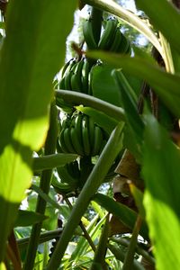 Close-up of plants growing