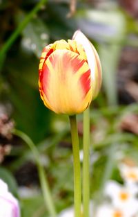 Close-up of flower blooming outdoors