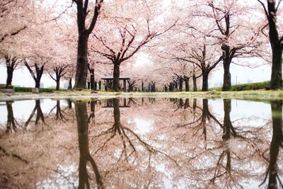 Reflection of bare trees in lake