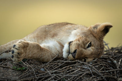 Close-up of lion cub sleeping on twigs