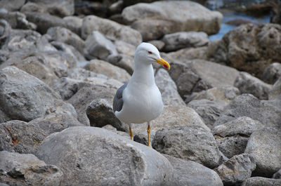Seagull perching on rock