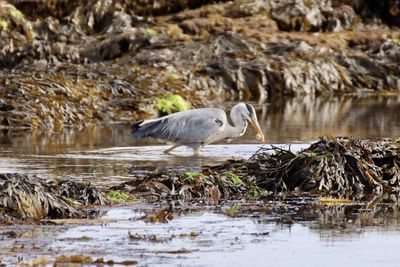 High angle view of gray heron perching in lake