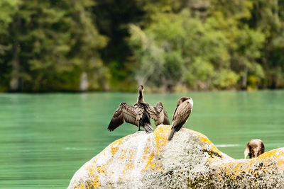 Three cormorants against lake in summer