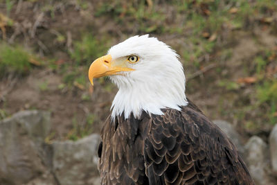 Close-up of eagle against blurred background