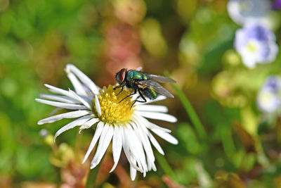 Close-up of insect on flower