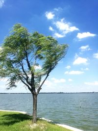 Tree by sea against sky