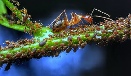 Close-up of insect on flower