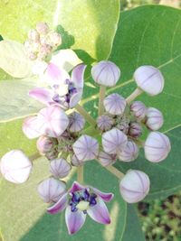 Close-up of flowers blooming outdoors