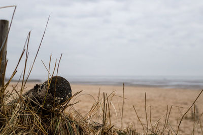 Close-up of grass on beach against sky