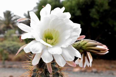 Close-up of white flowers blooming outdoors