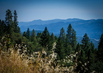 Trees in forest against clear sky