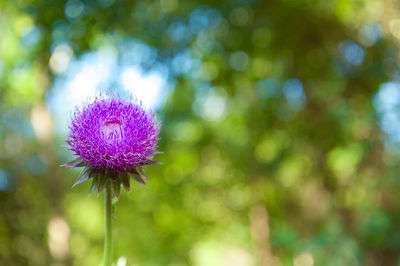 Close-up of purple flowering plant