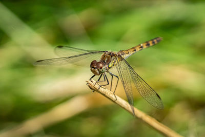 Close-up of dragonfly on plant