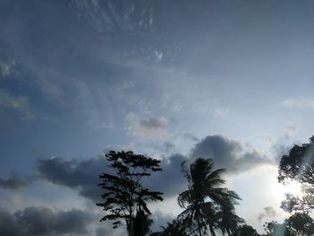 Low angle view of palm trees against sky