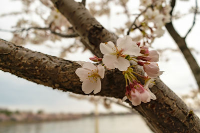 Close-up of white flowers blooming on tree