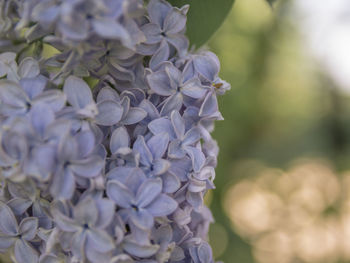 Close-up of purple hydrangea