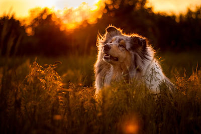 Dog looking away on field during sunset