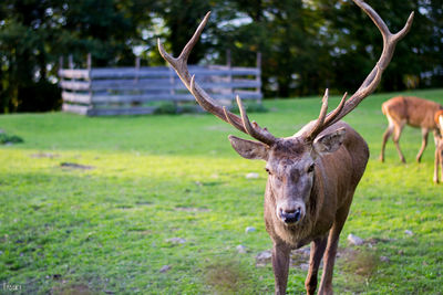 Portrait of deer standing on grassy field