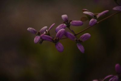 Close-up of purple flowers