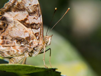 Close-up of butterfly on flower