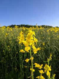 Close-up of yellow flower field against sky