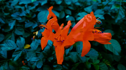 Close-up of orange flowering plant