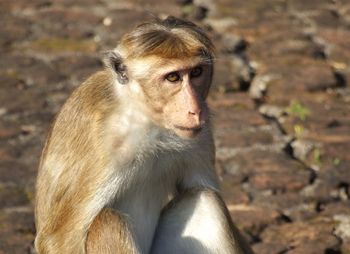 Portrait of young man sitting outdoors