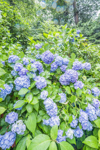 Close-up of purple hydrangea flowers in park