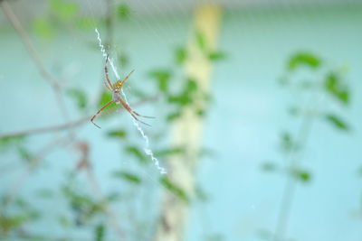 Close-up of spider on web