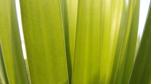 Full frame shot of green leaf