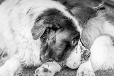 Close-up of dog sleeping