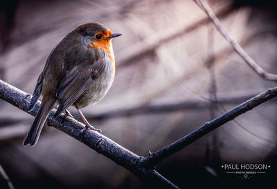 Close-up of bird perching on branch