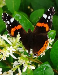 Close-up of butterfly pollinating on flower