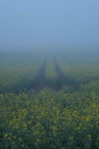 Scenic view of oilseed rape field